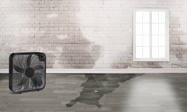 Best Water damage restoration mold remediation  in Willow Grove, PA
